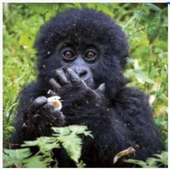 UK Greetings Photographic Blank Male/Female Card - 'Mountain Gorilla' - Sold In Aid Of WWF