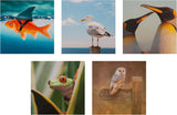 Photographic Animal Designs Multipack of 20 Blank Cards