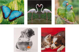 Photographic Animal Designs Multipack of 20 Blank Cards