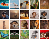 Photographic Animal Designs Multipack of 20 Blank Cards