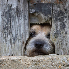 Border Terrier Dog Birthday Card