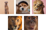 Photographic Animal Designs Multipack of 20 Blank Cards