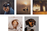 Photographic Animal Designs Multipack of 20 Blank Cards