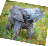 Birthday Card for Him/Her/Friend - Elephant Design