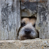 Border Terrier Dog Birthday Card