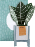 Hallmark Pop Up Card - Contemporary Zebra Plant Design