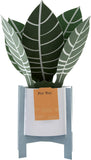 Hallmark Pop Up Card - Contemporary Zebra Plant Design